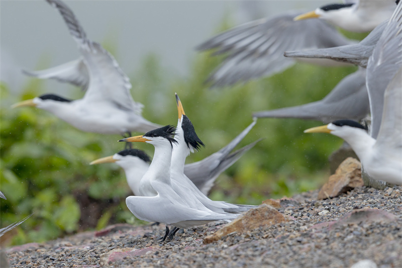 A la maison depuis presque un mois. Comment va l'Oiseau du Mythe ?