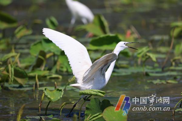 Les aigrettes habitent le lac Dongqian