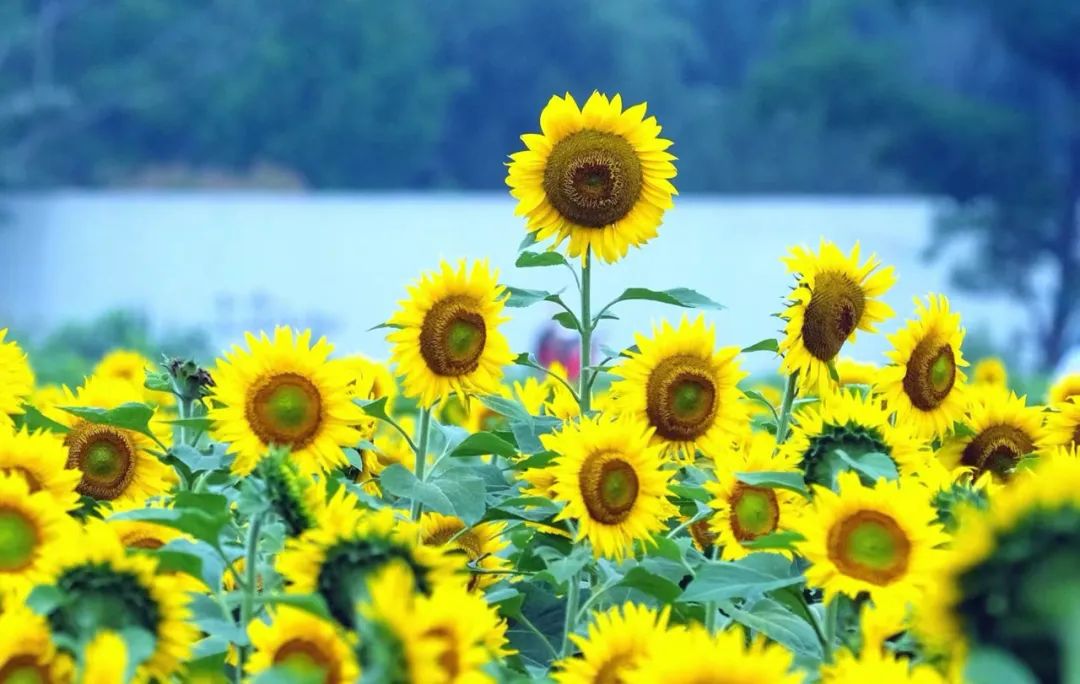 Il y aura des averses ou des orages à Ningbo pendant le solstice d'été aujourd'hui